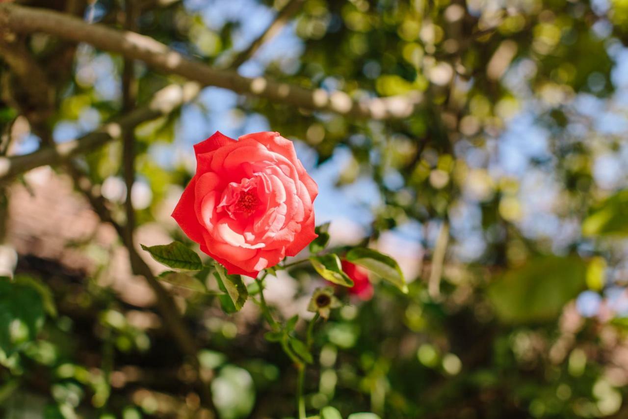 Oleander Romantik Zimmer Trausdorf an der Wulka Luaran gambar